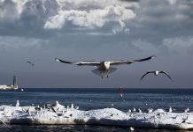 Gdynia w obiektywie Jacka Dworakowskiego