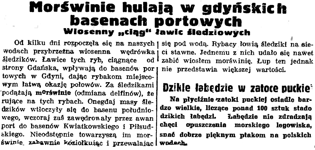 Morświnie hulają w gdyńskich basenach portowych. Wiosenny "ciąg" ławic śledziowych // Gazeta Gdańska. - 1939, nr 86, s. 2